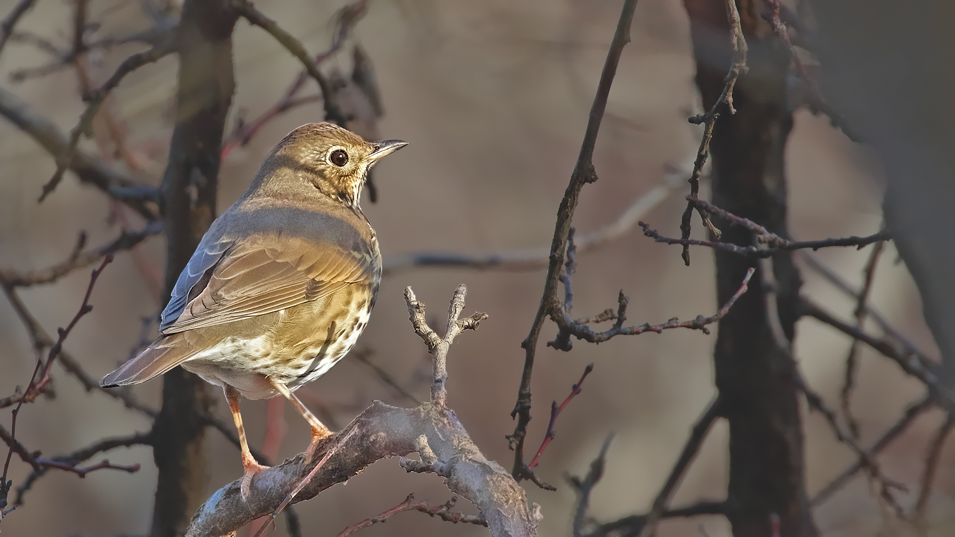Song Thrush — Ana fotoğraf