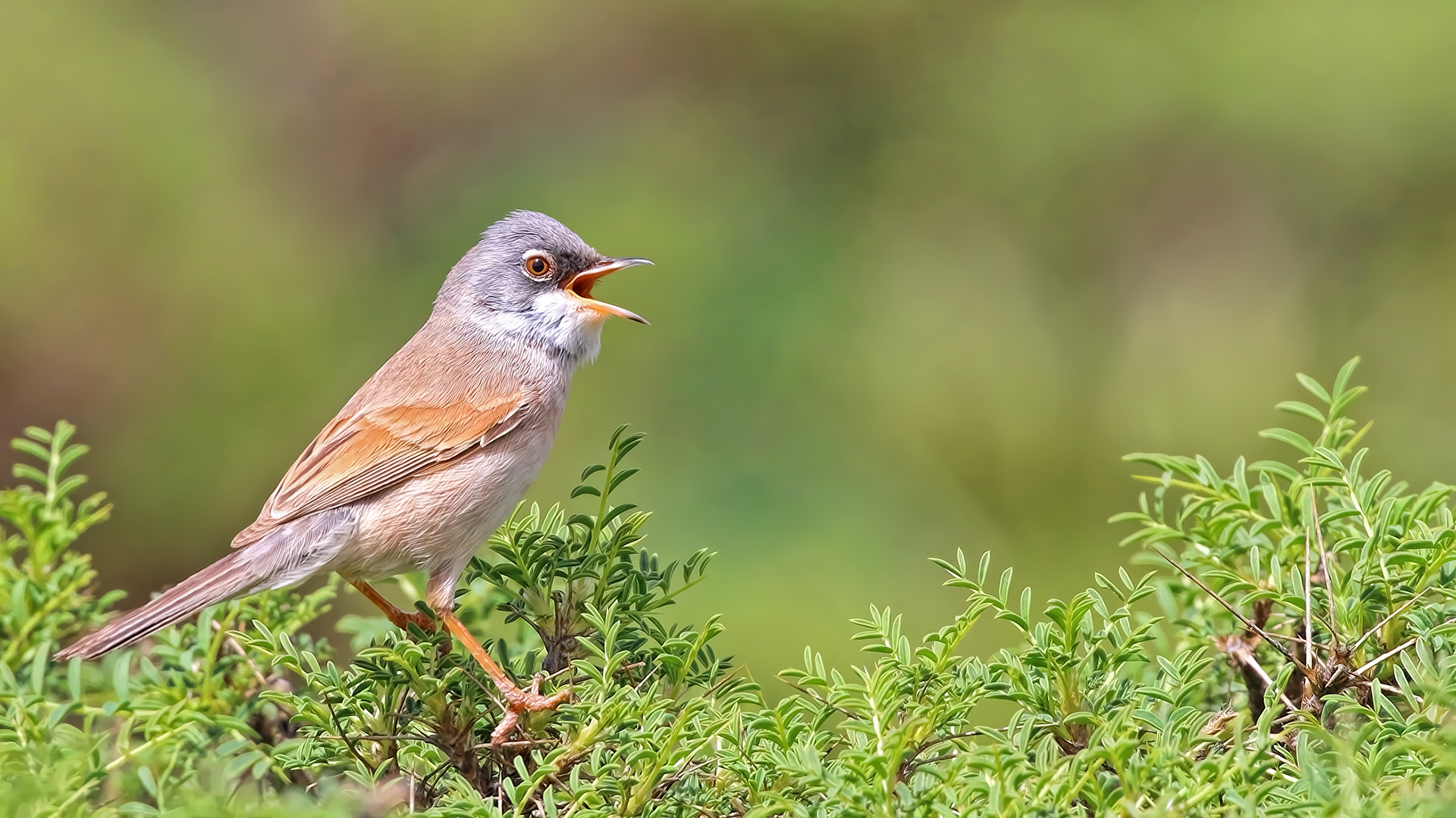Spectacled Warbler
