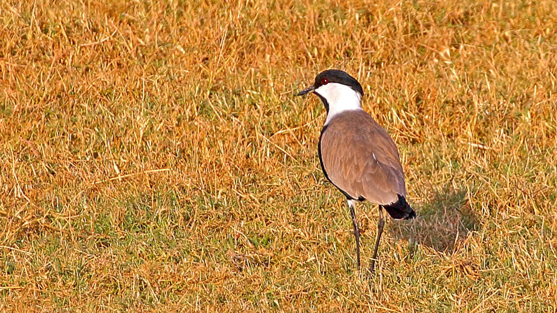 Spur-winged Lapwing