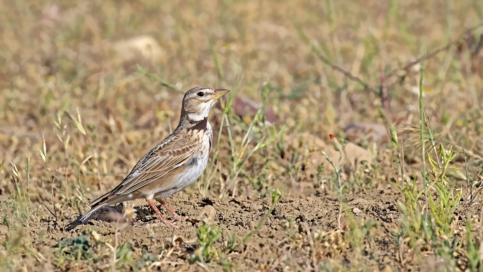 Bimaculated Lark