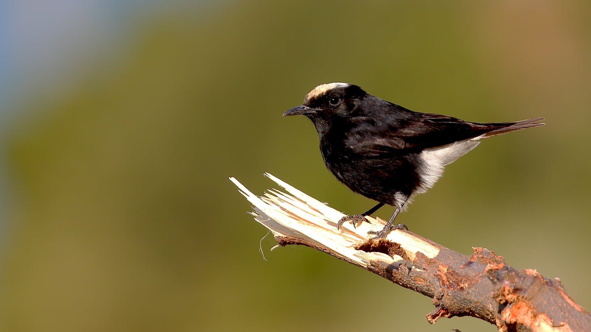 White-crowned Wheatear