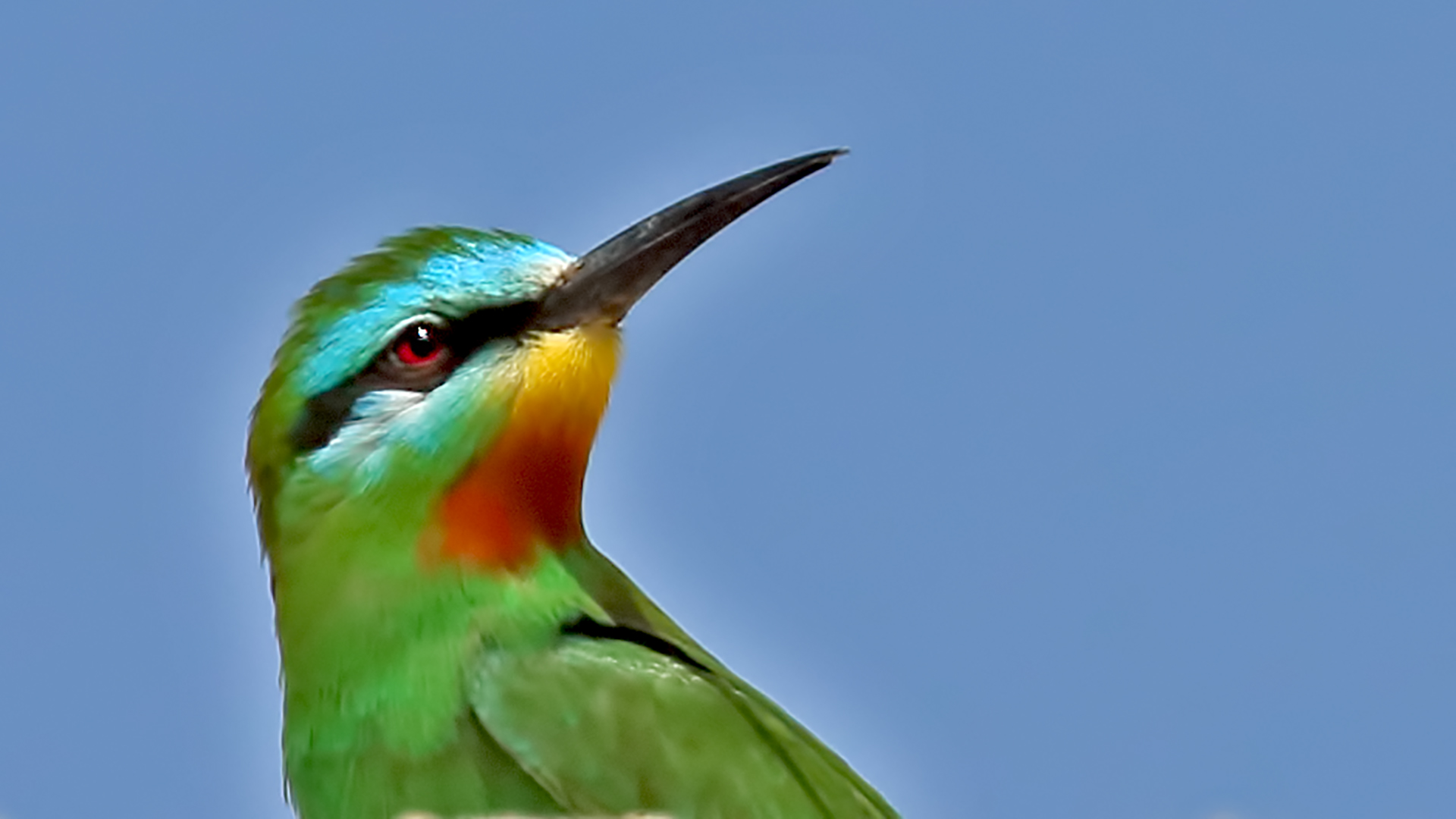 Blue-cheeked Bee-eater