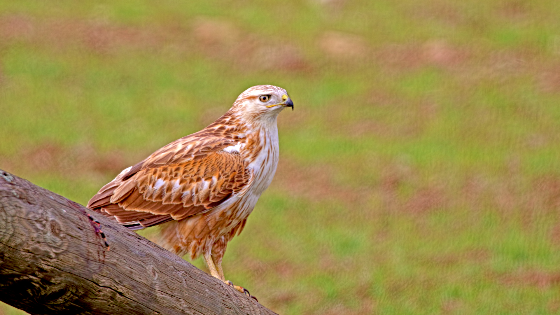 Long-legged Buzzard