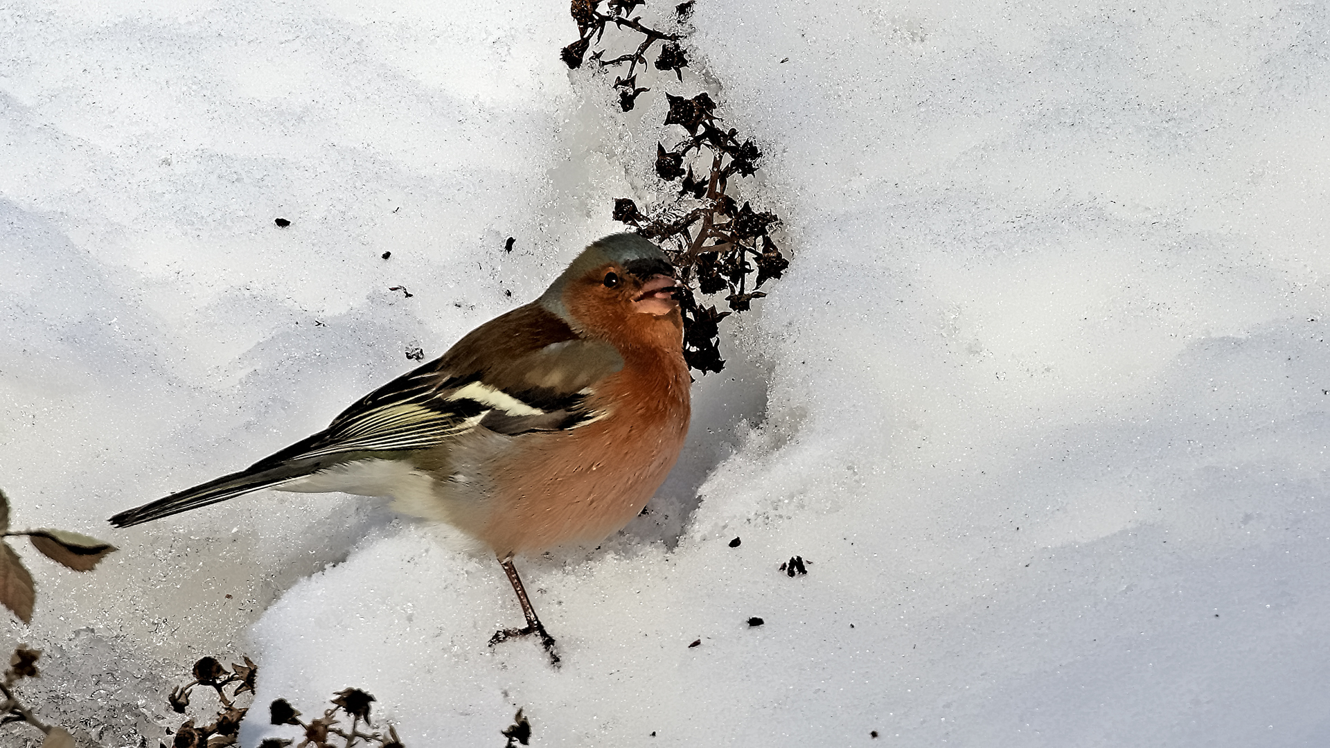 Common Chaffinch