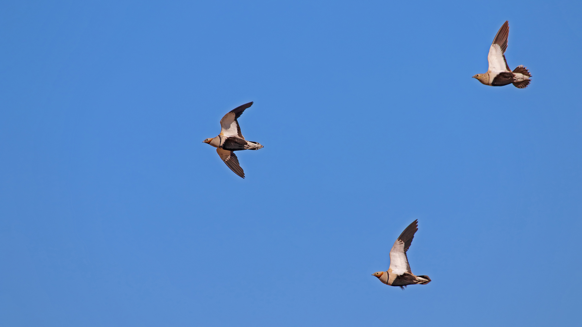 Black-bellied Sandgrouse