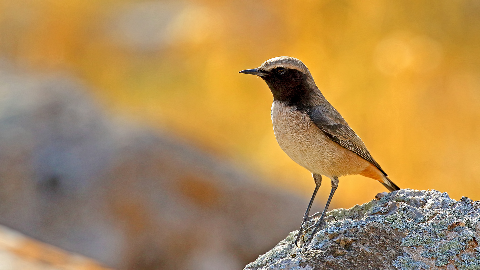 Kurdish Wheatear — Ana fotoğraf