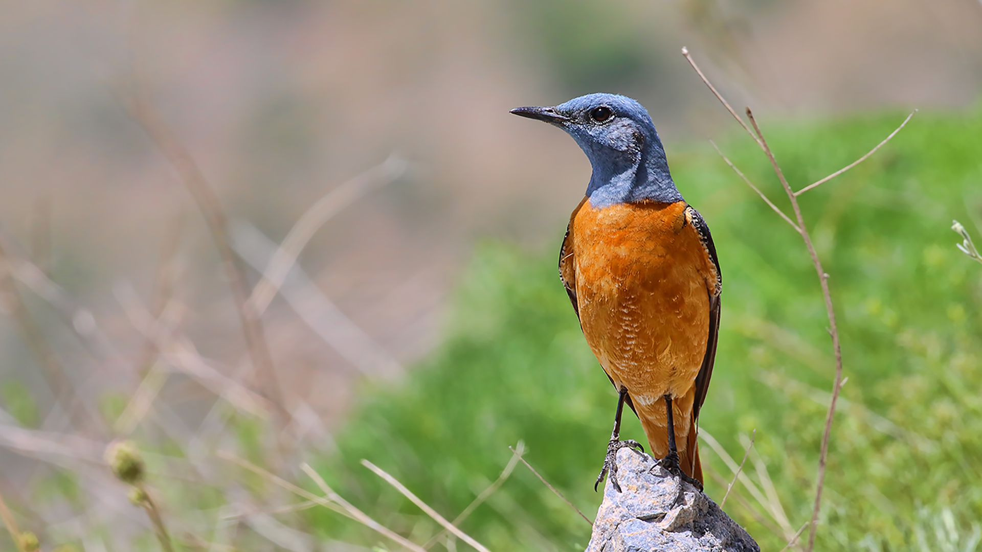 Rufous-tailed Rock-Thrush