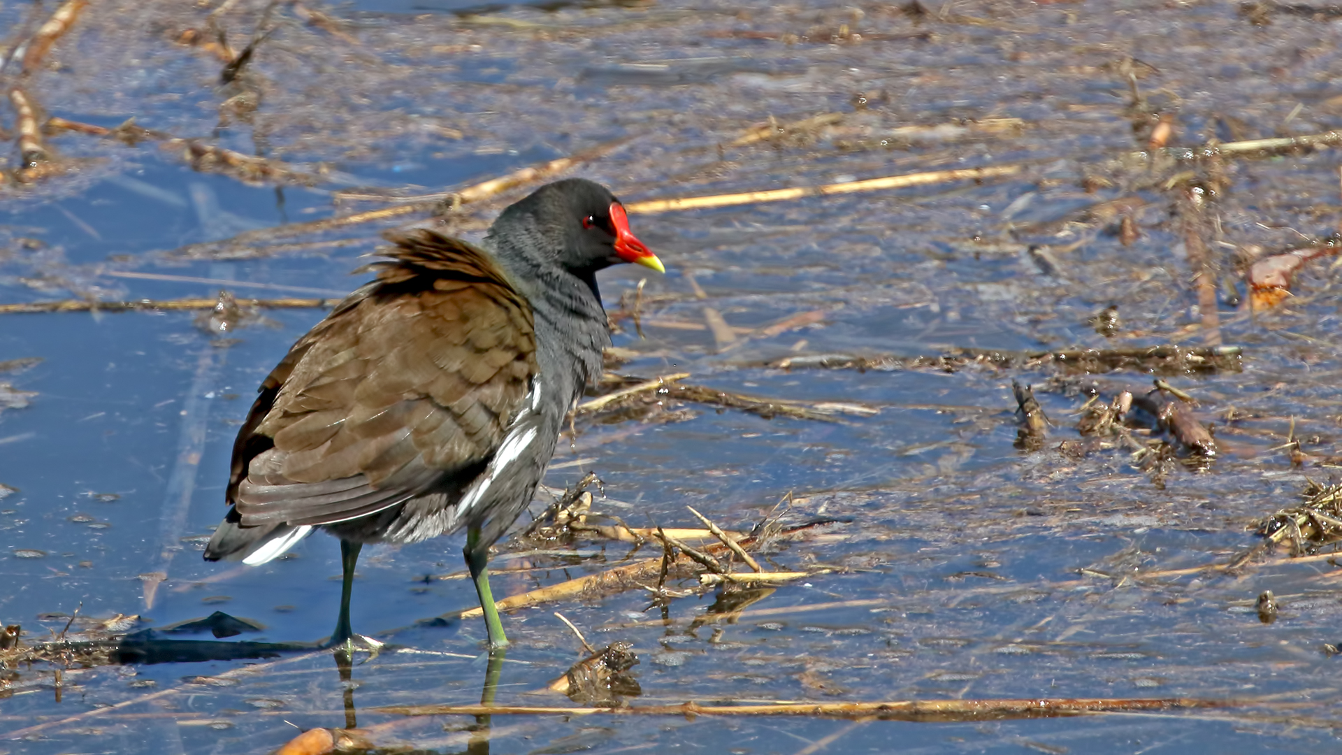 Eurasian Moorhen — Ana fotoğraf