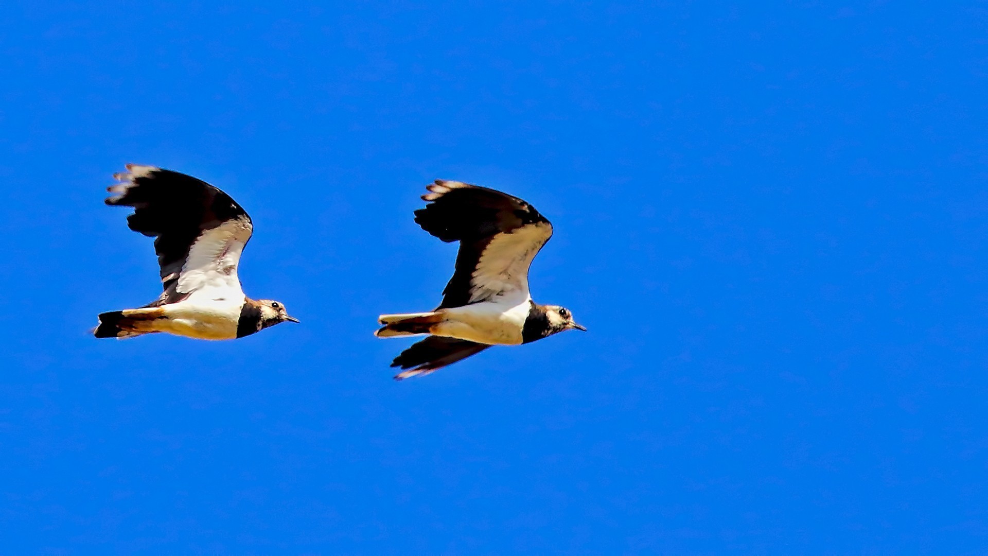 Northern Lapwing