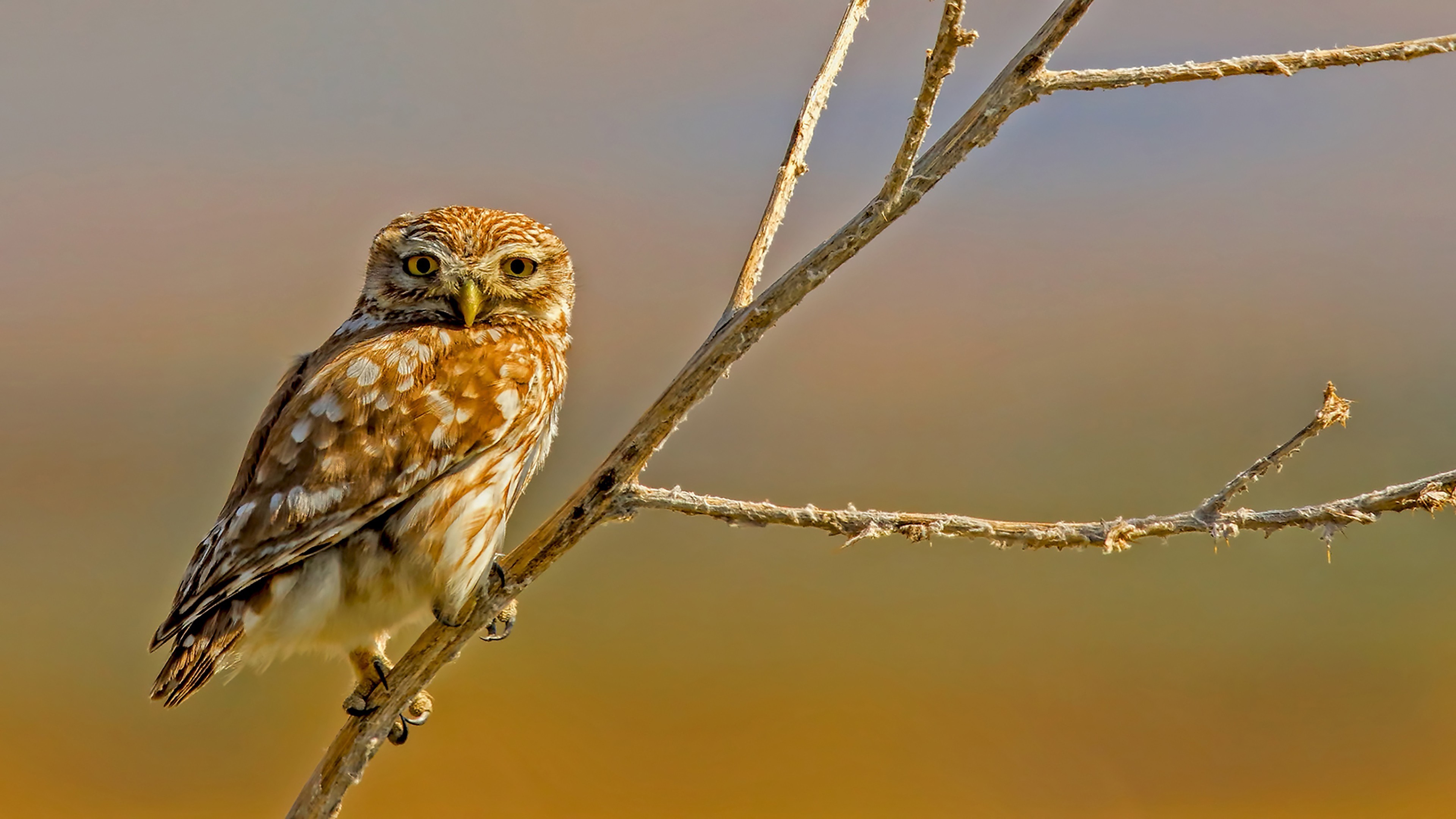 Little Owl