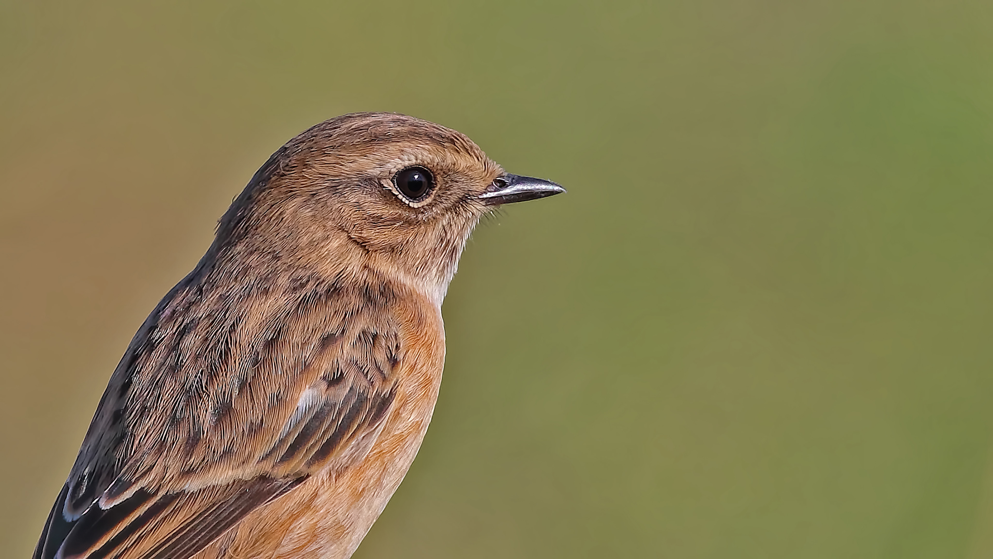 European Stonechat