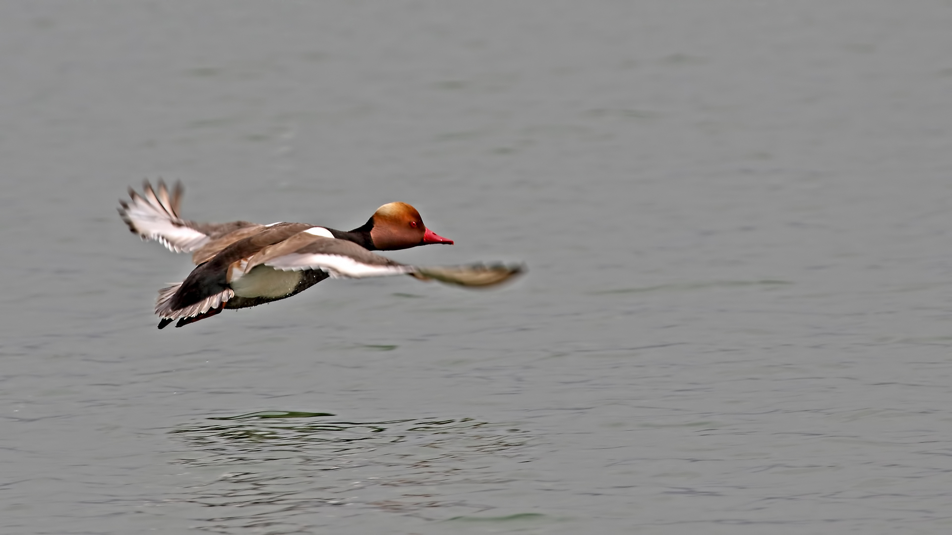 Red-crested Pochard — Ana fotoğraf