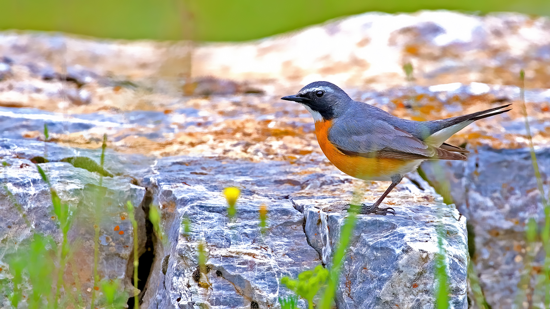 White-throated Robin