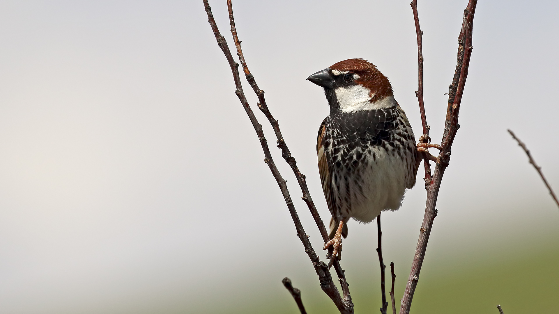 Spanish Sparrow