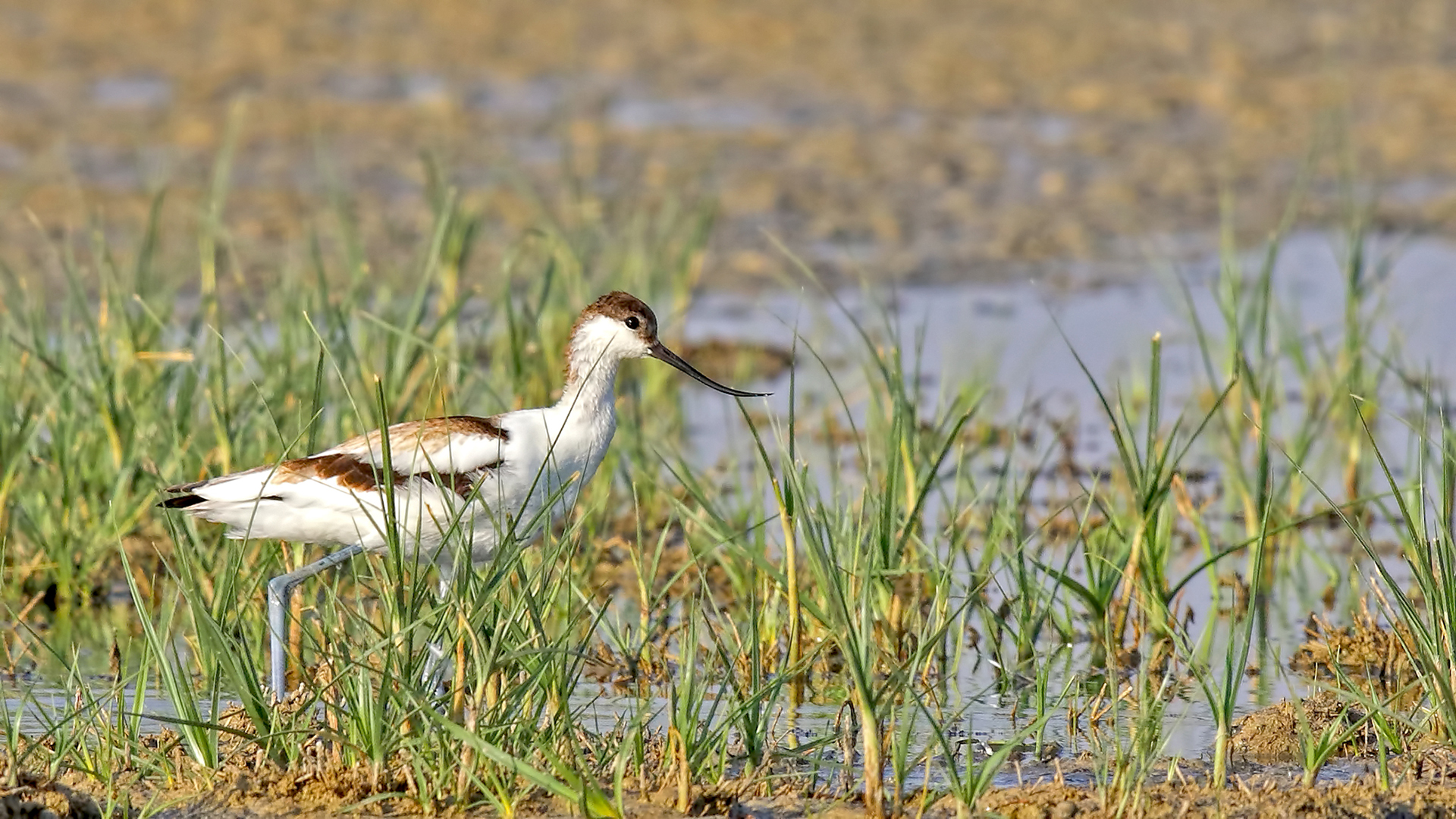 Pied Avocet