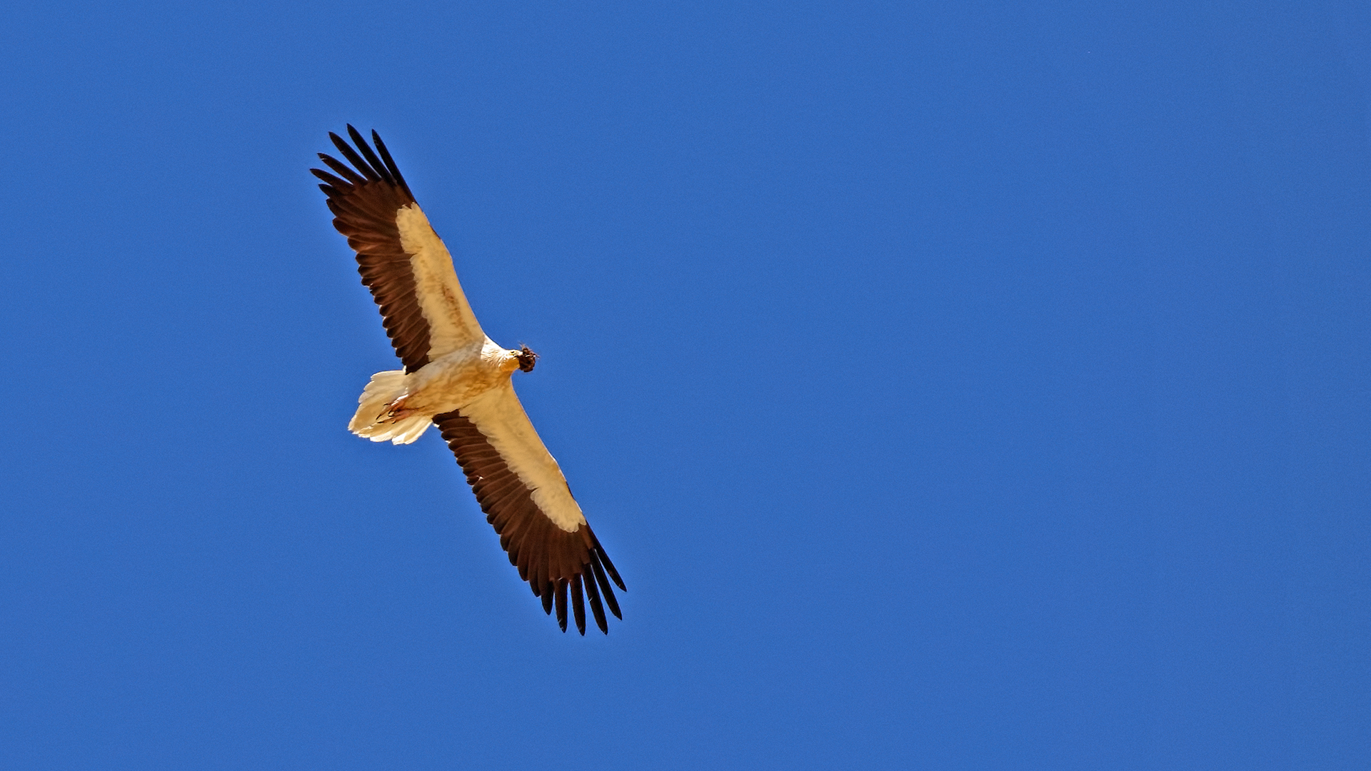 Egyptian Vulture