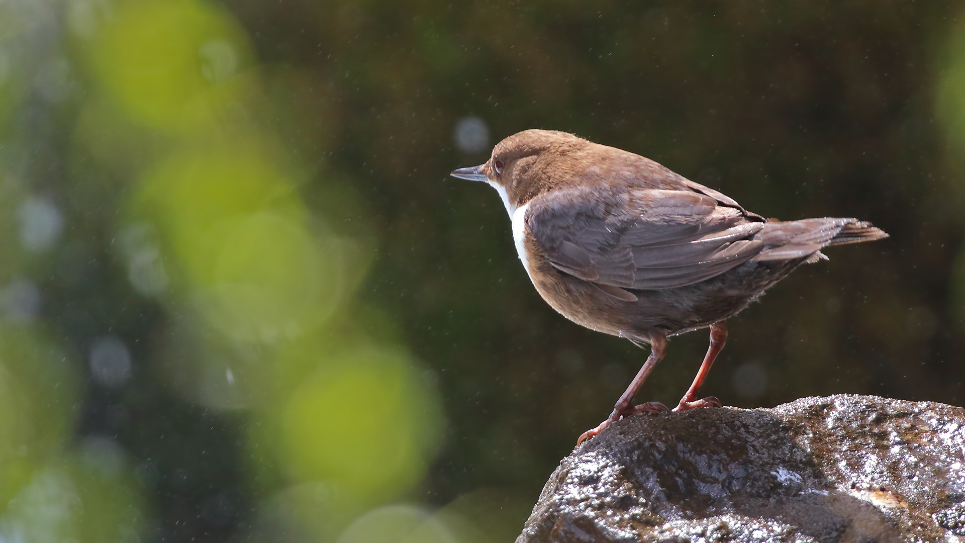 White-throated Dipper — Ana fotoğraf