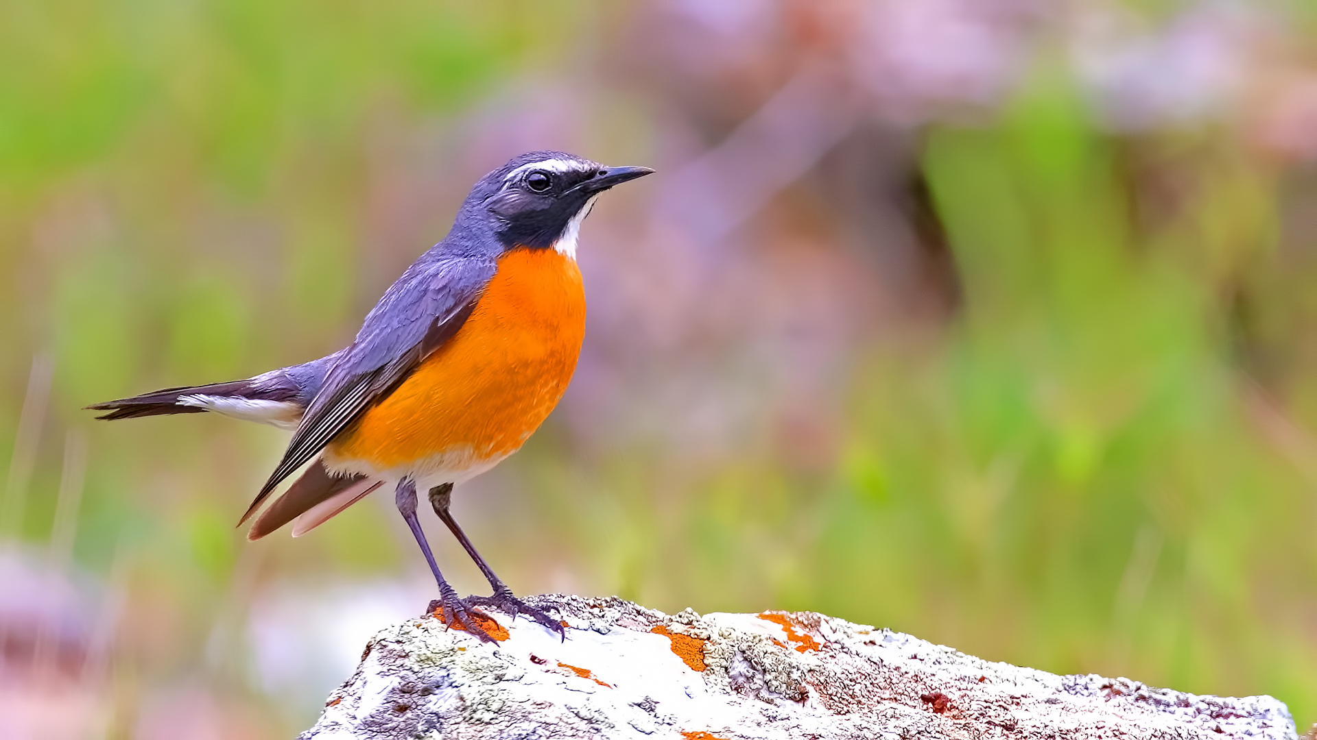 White-throated Robin