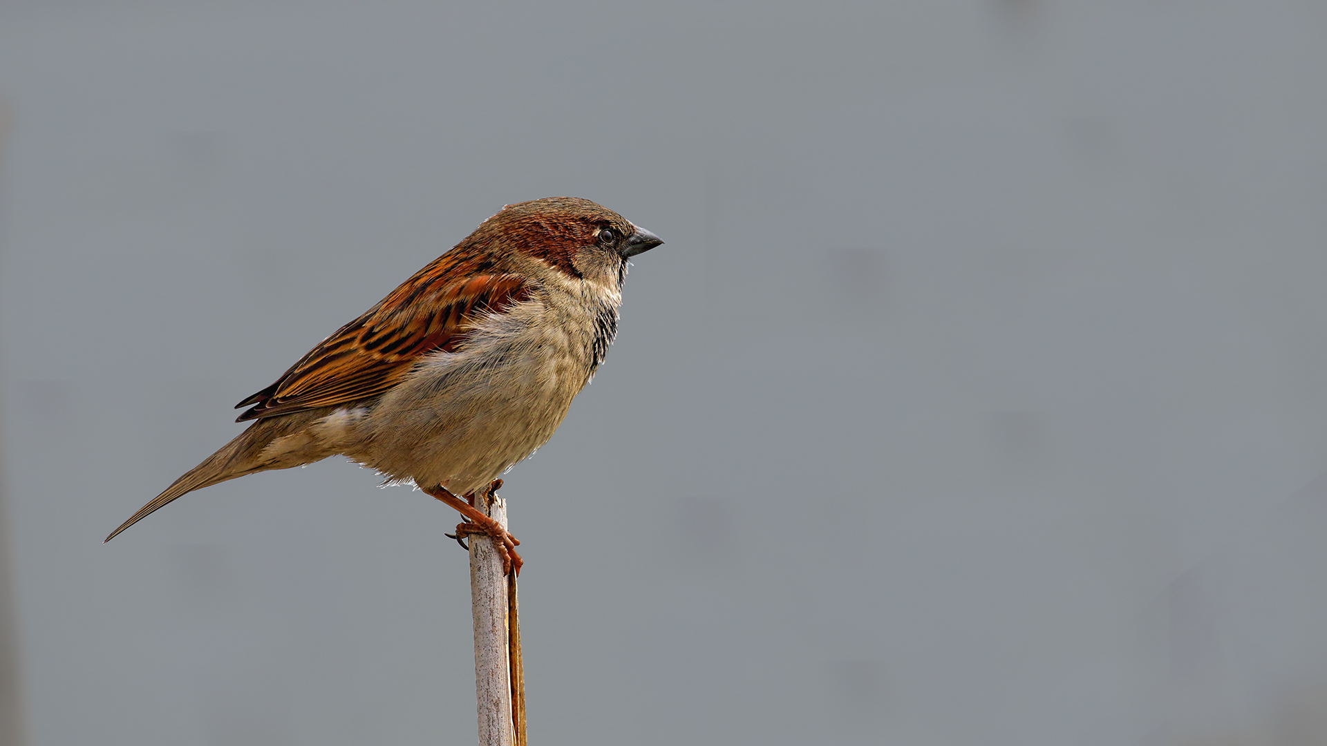 House Sparrow