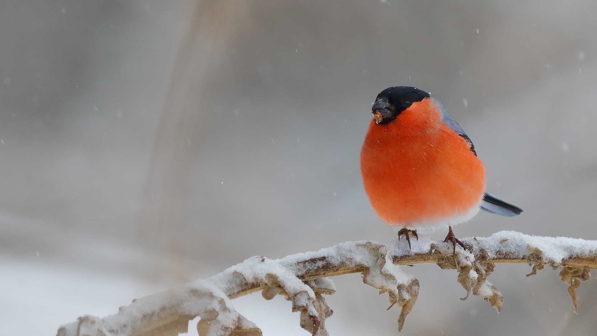Eurasian Bullfinch — Ana fotoğraf