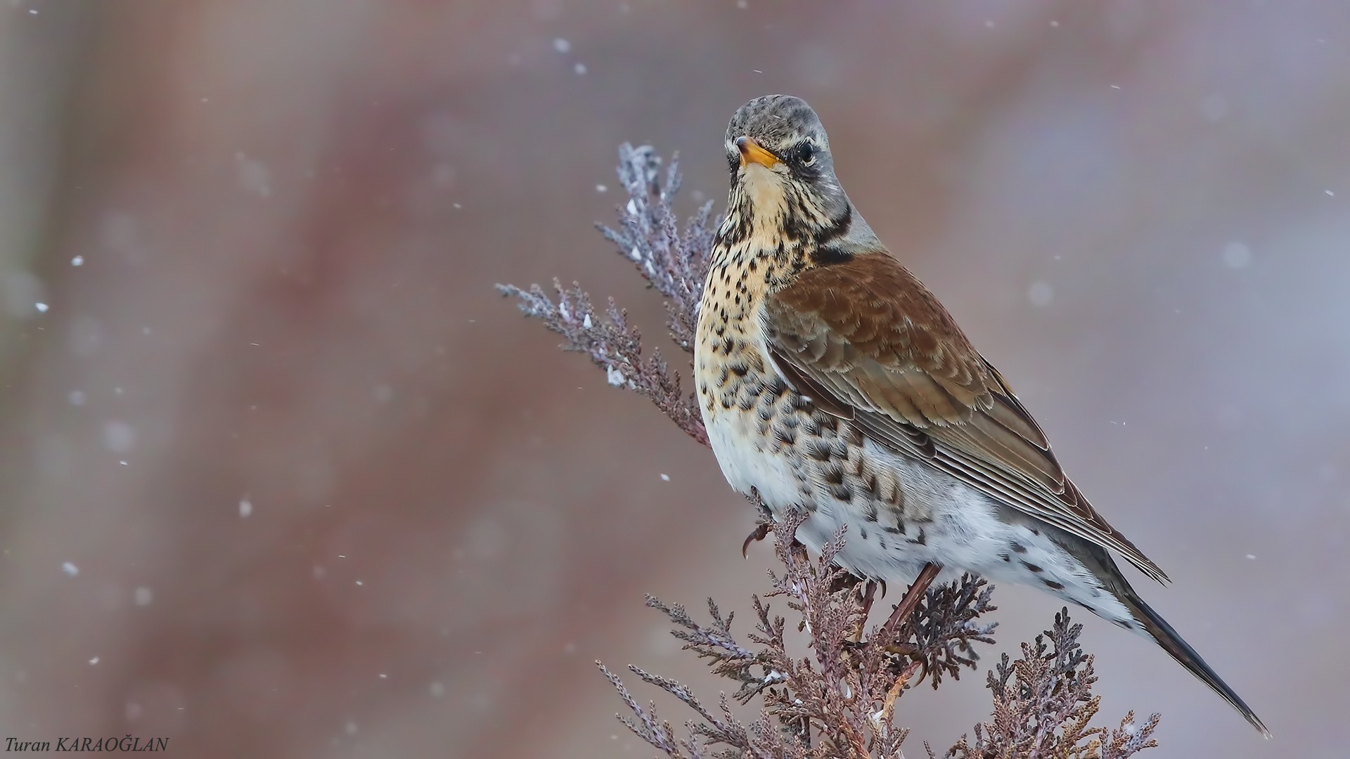 Fieldfare