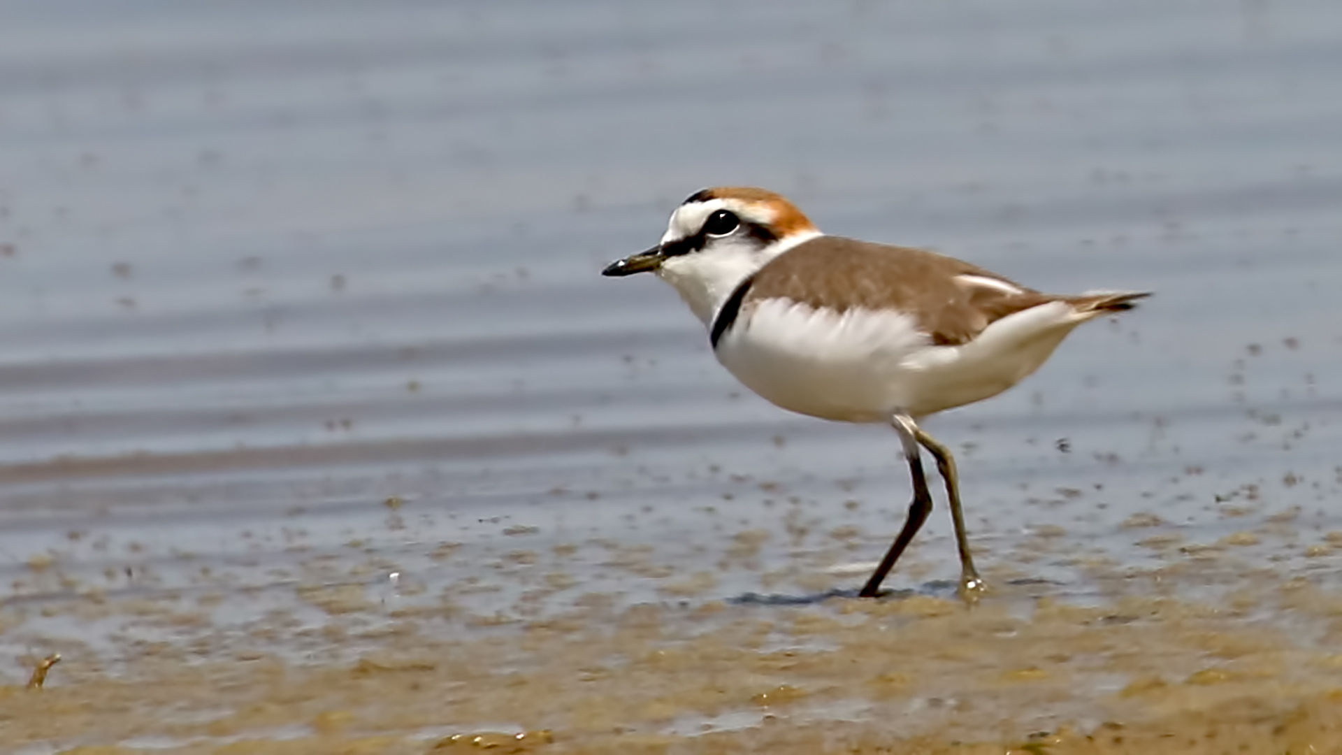 Kentish Plover