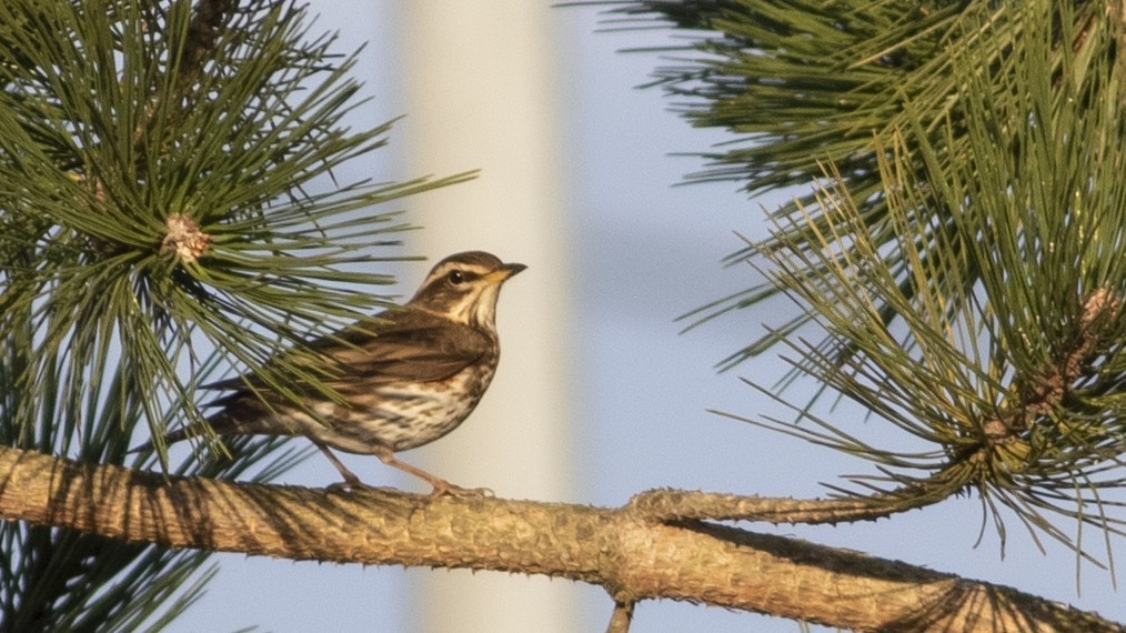 Redwing