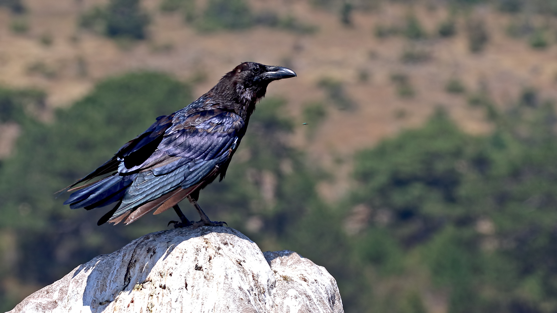 Common Raven