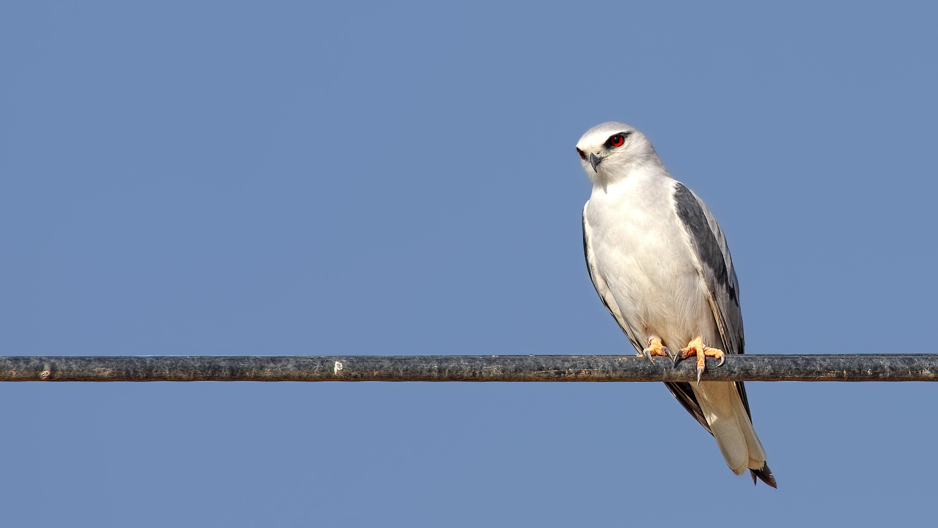 Black-winged Kite