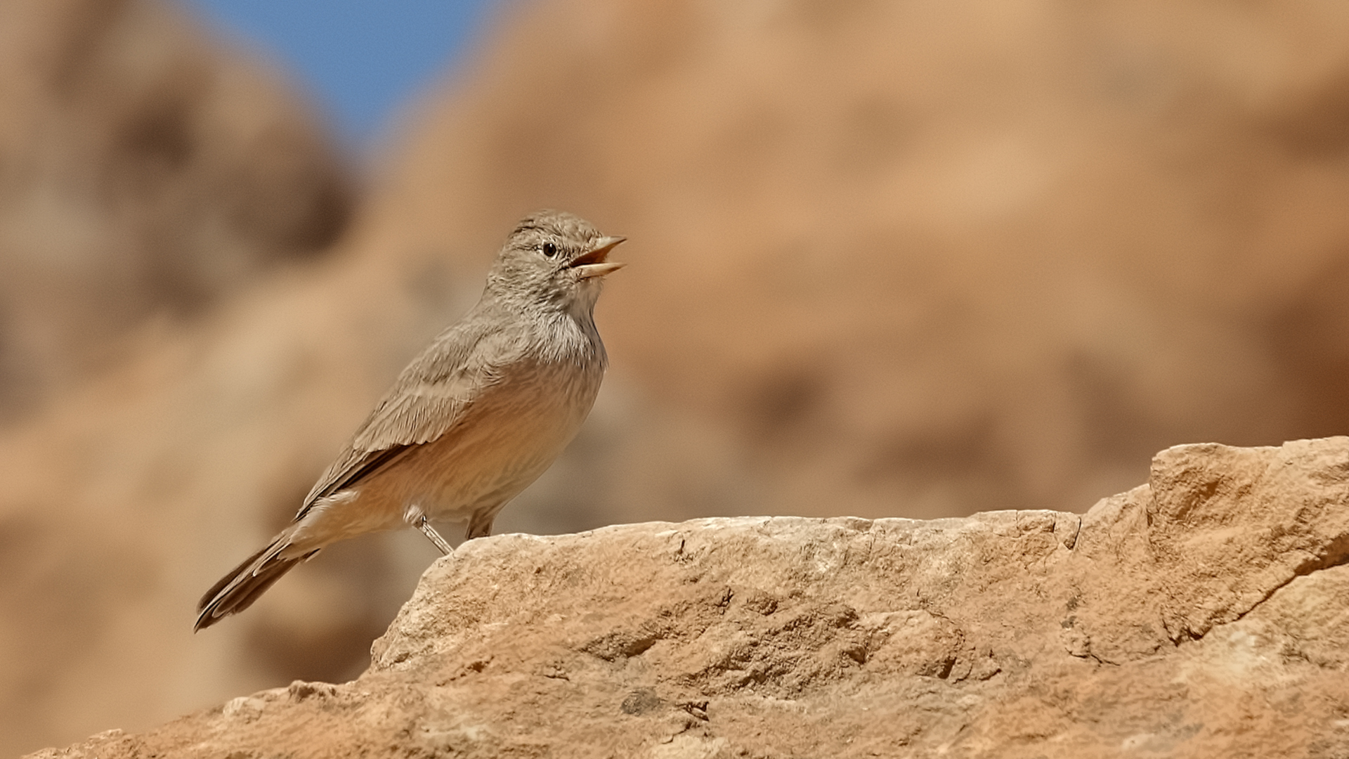 Desert Lark