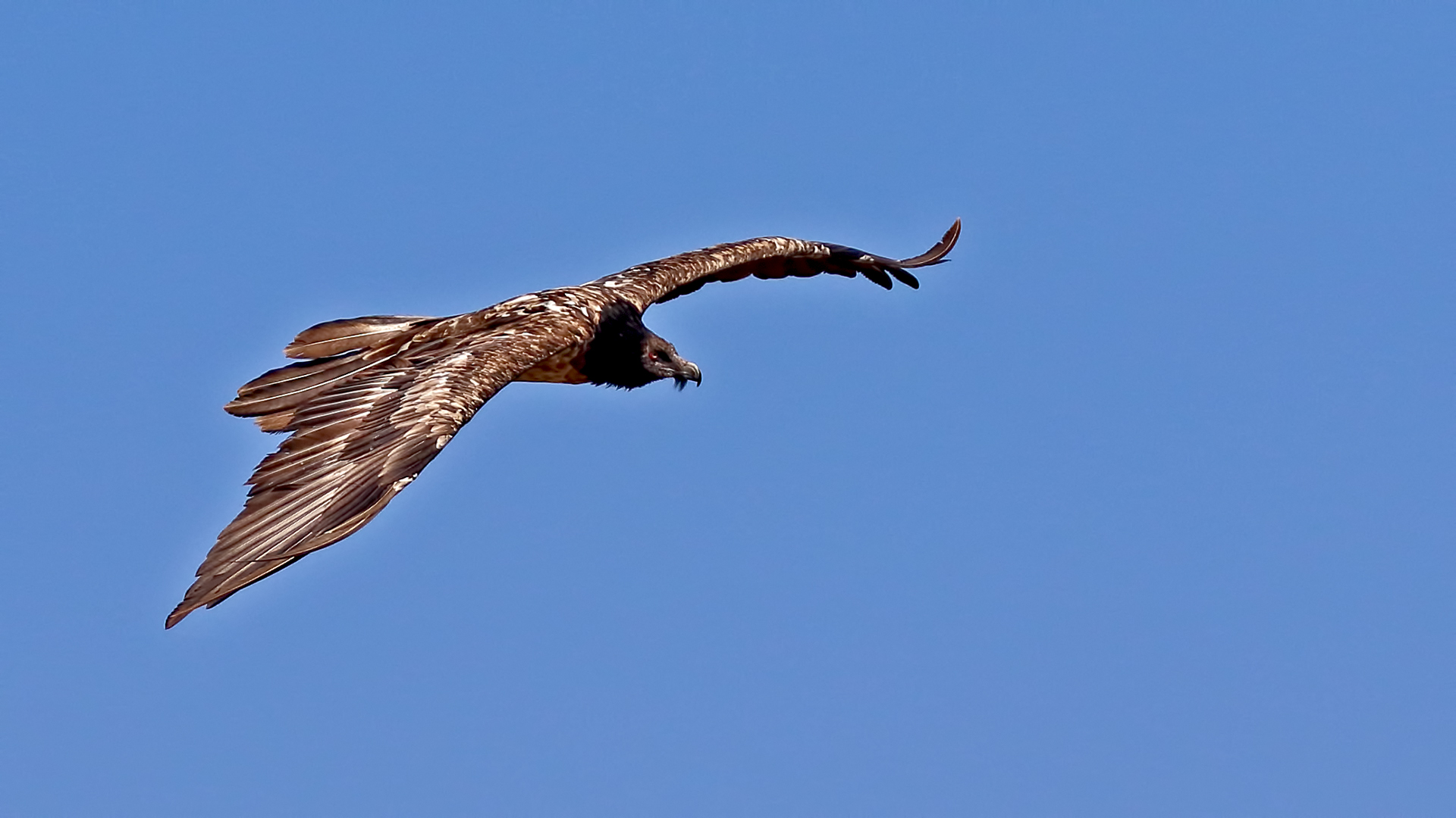 Bearded Vulture — Ana fotoğraf