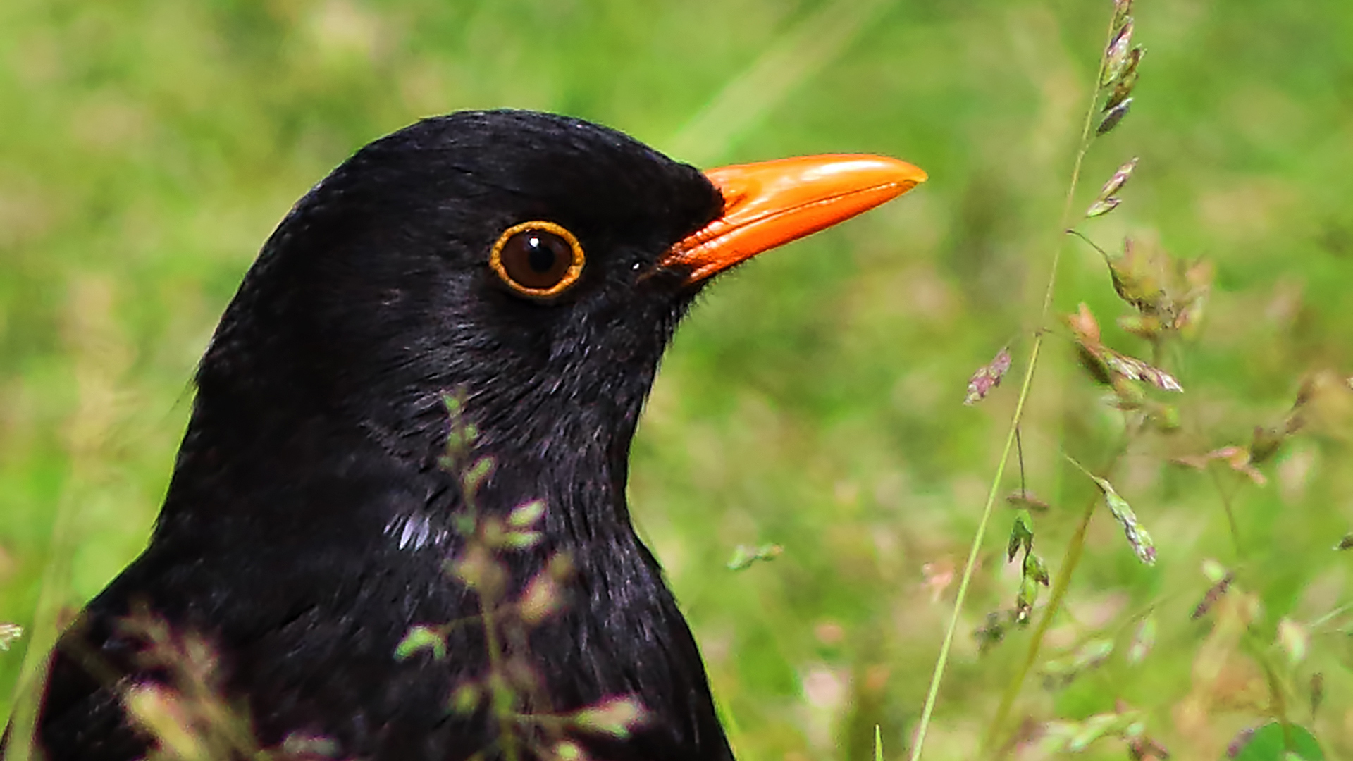 Eurasian Blackbird