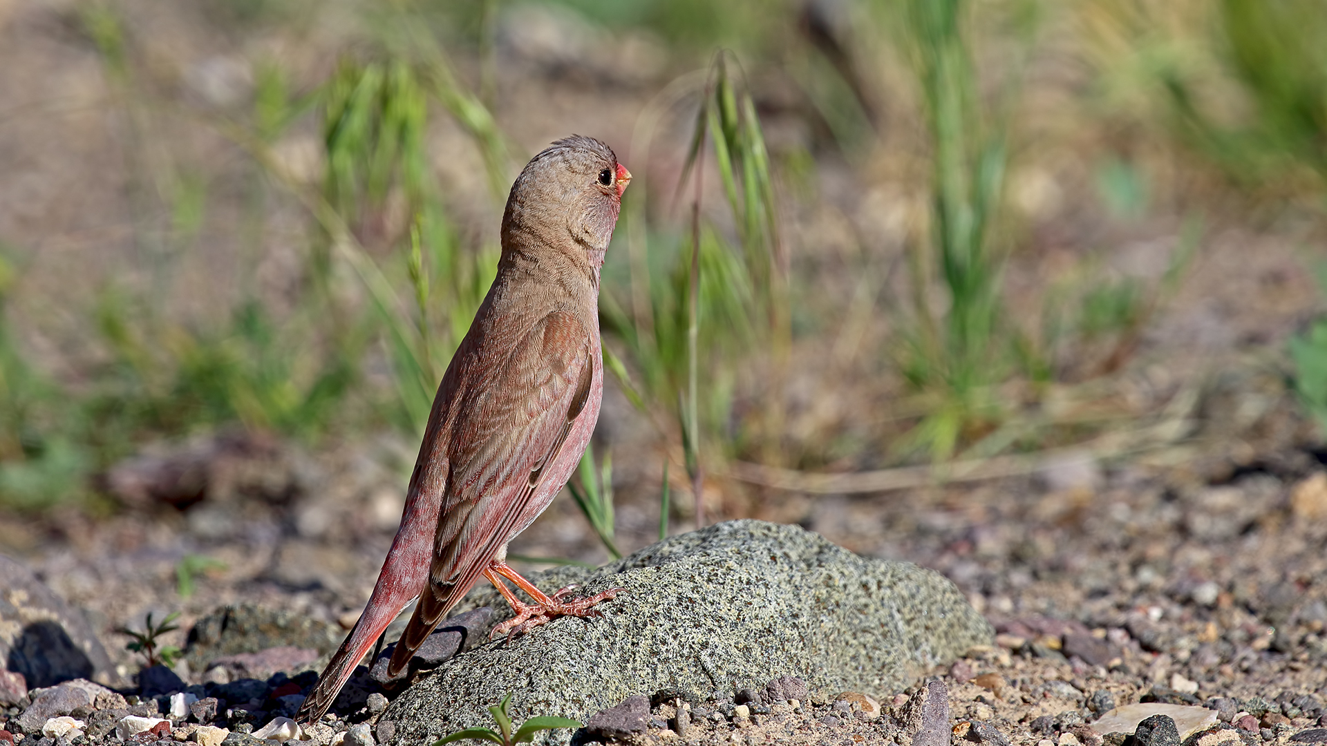 Trumpeter Finch
