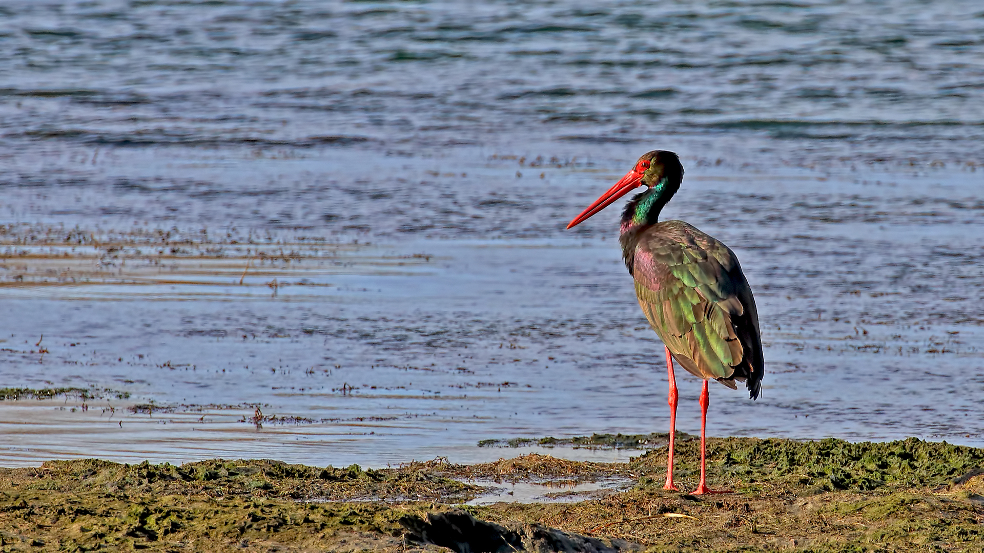 Black Stork