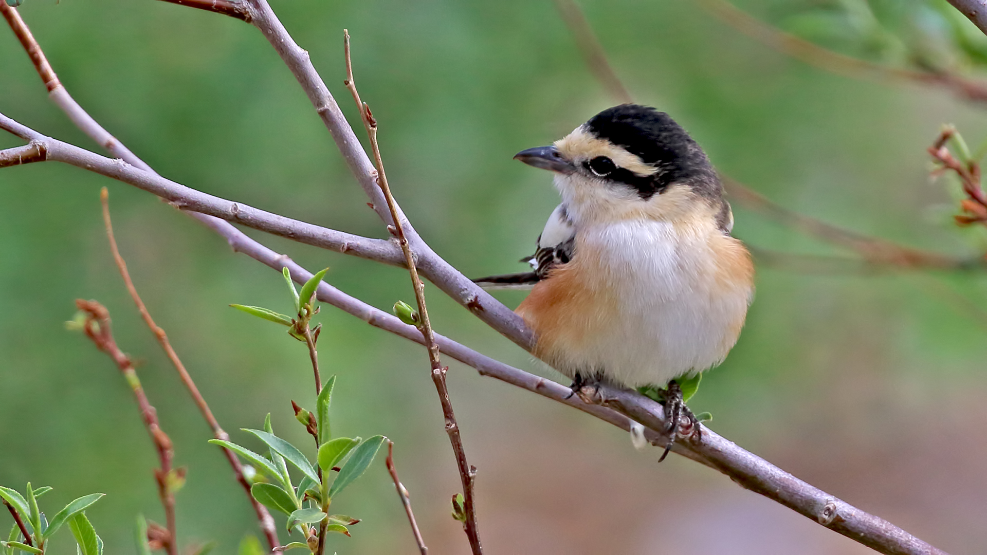 Masked Shrike — Ana fotoğraf