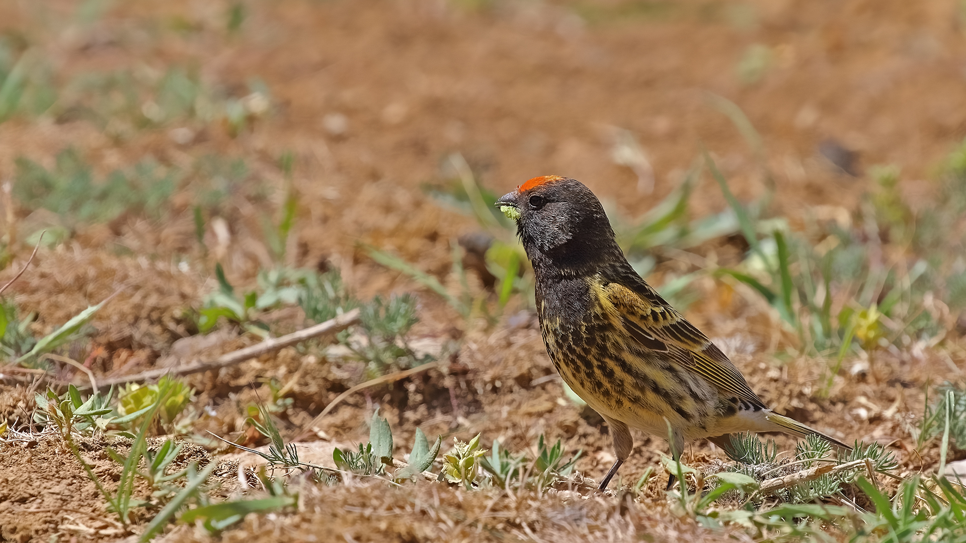 Fire-fronted Serin — Ana fotoğraf