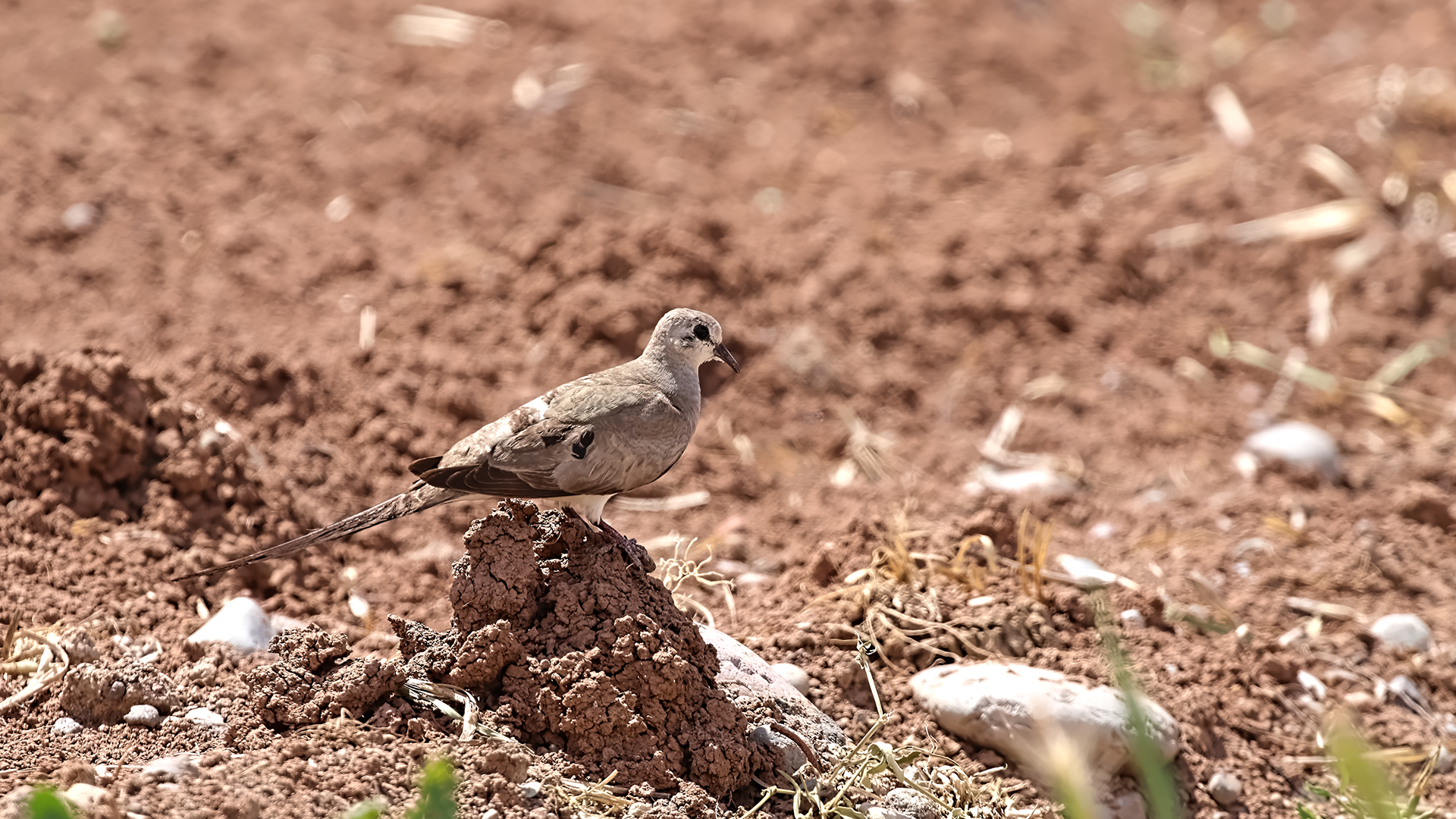 Namaqua Dove