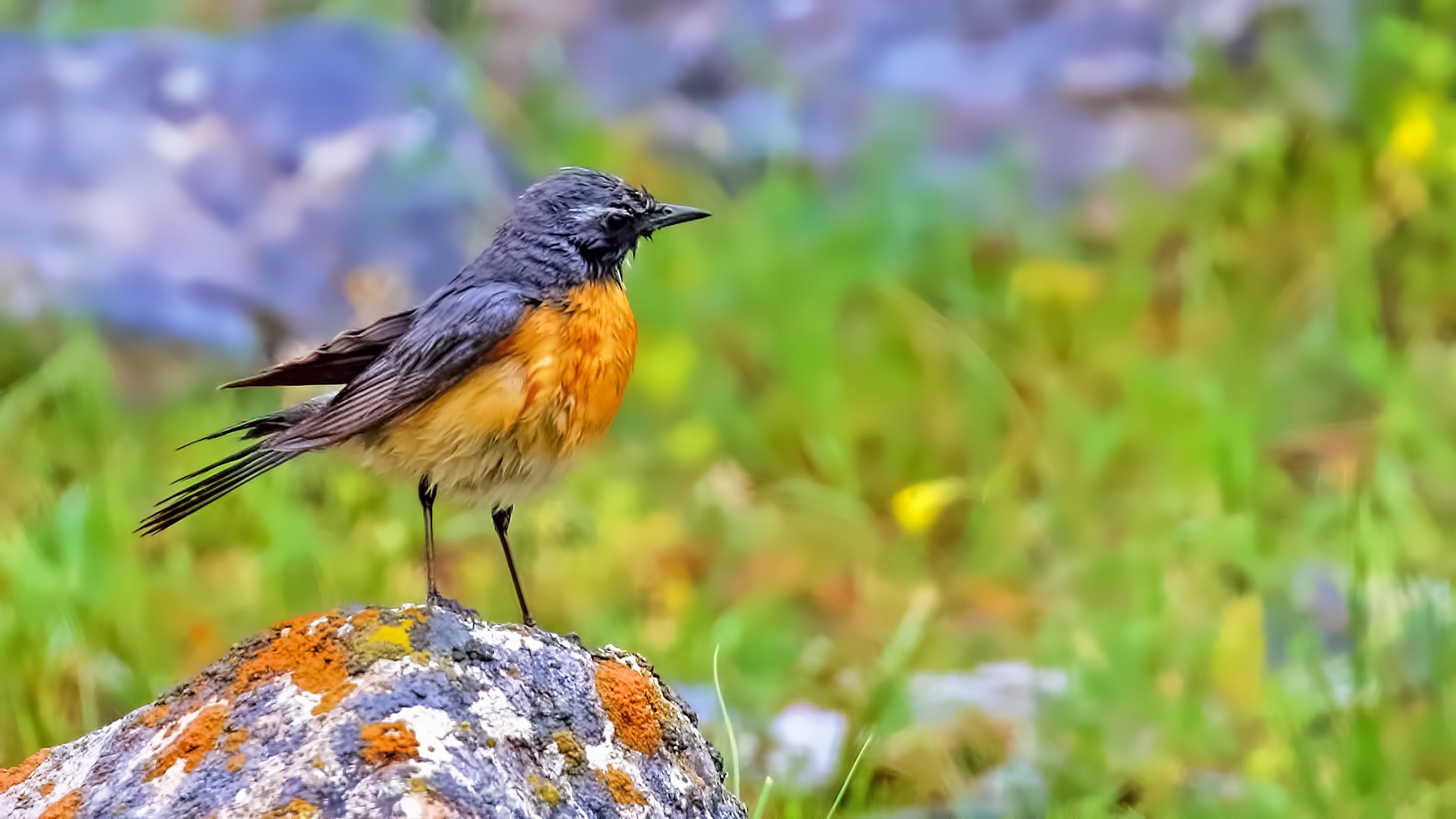 White-throated Robin