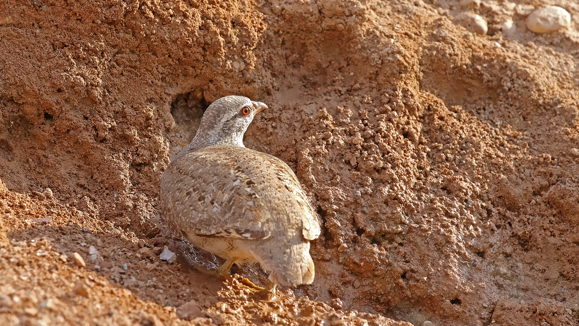 See-see Partridge