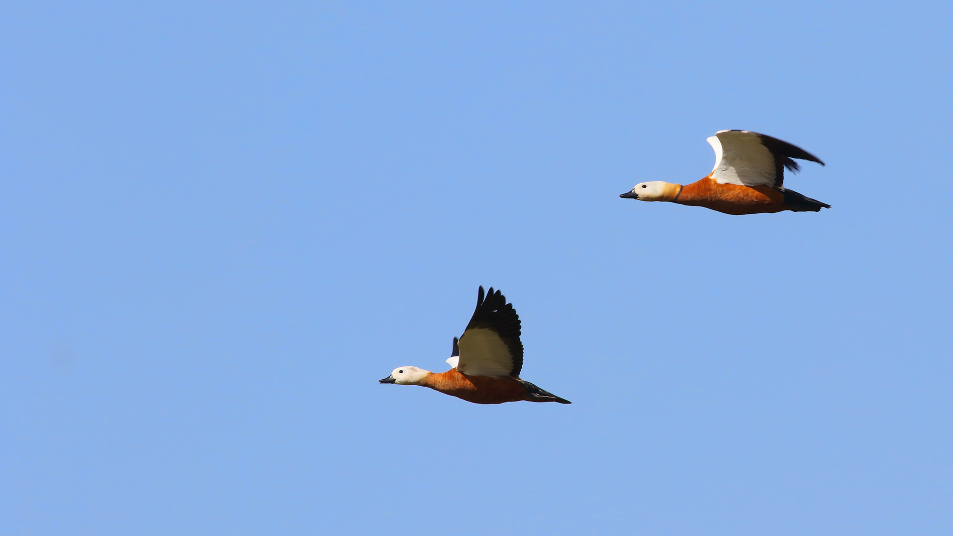 Ruddy Shelduck — Ana fotoğraf