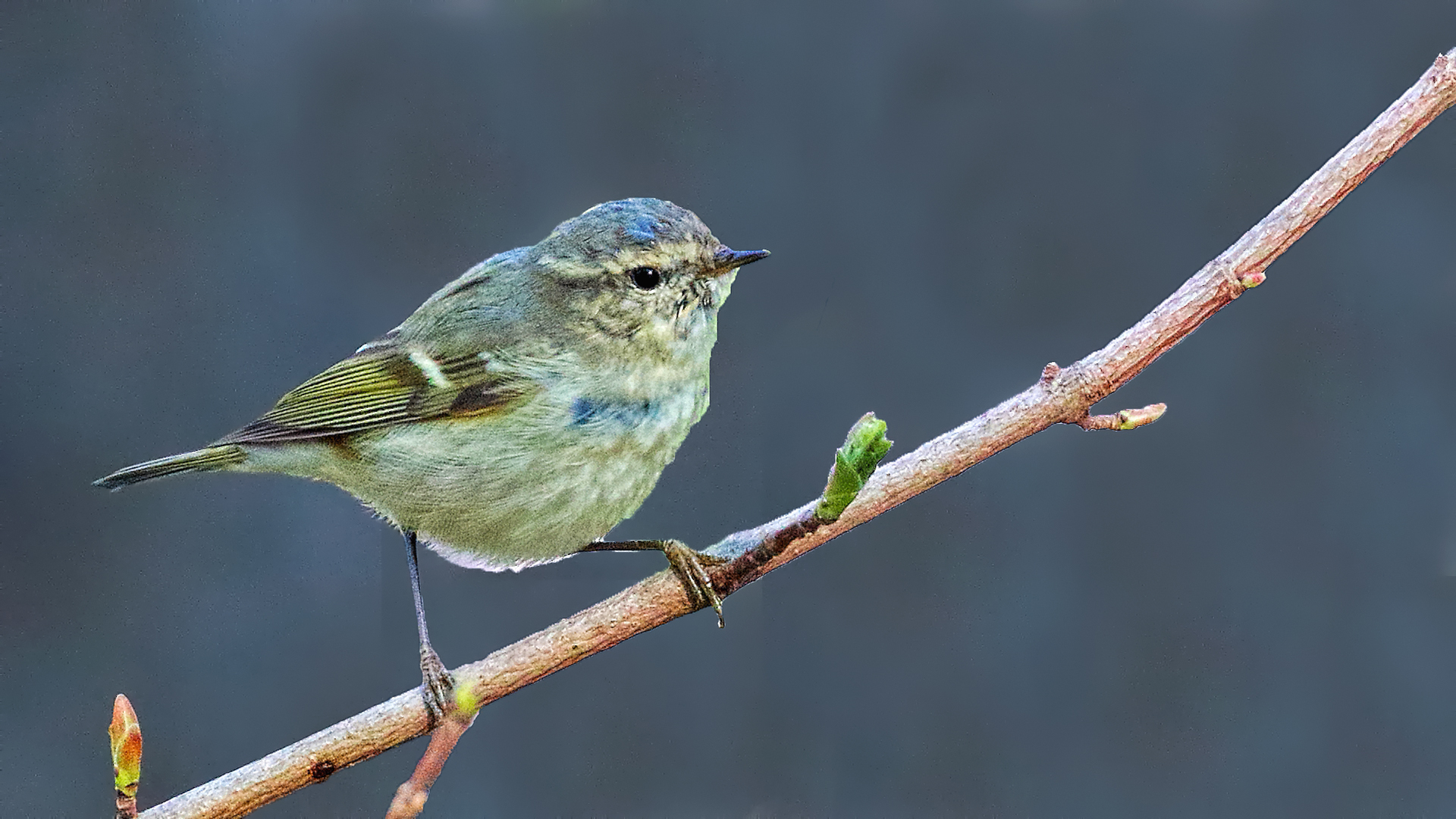 Hume's Warbler