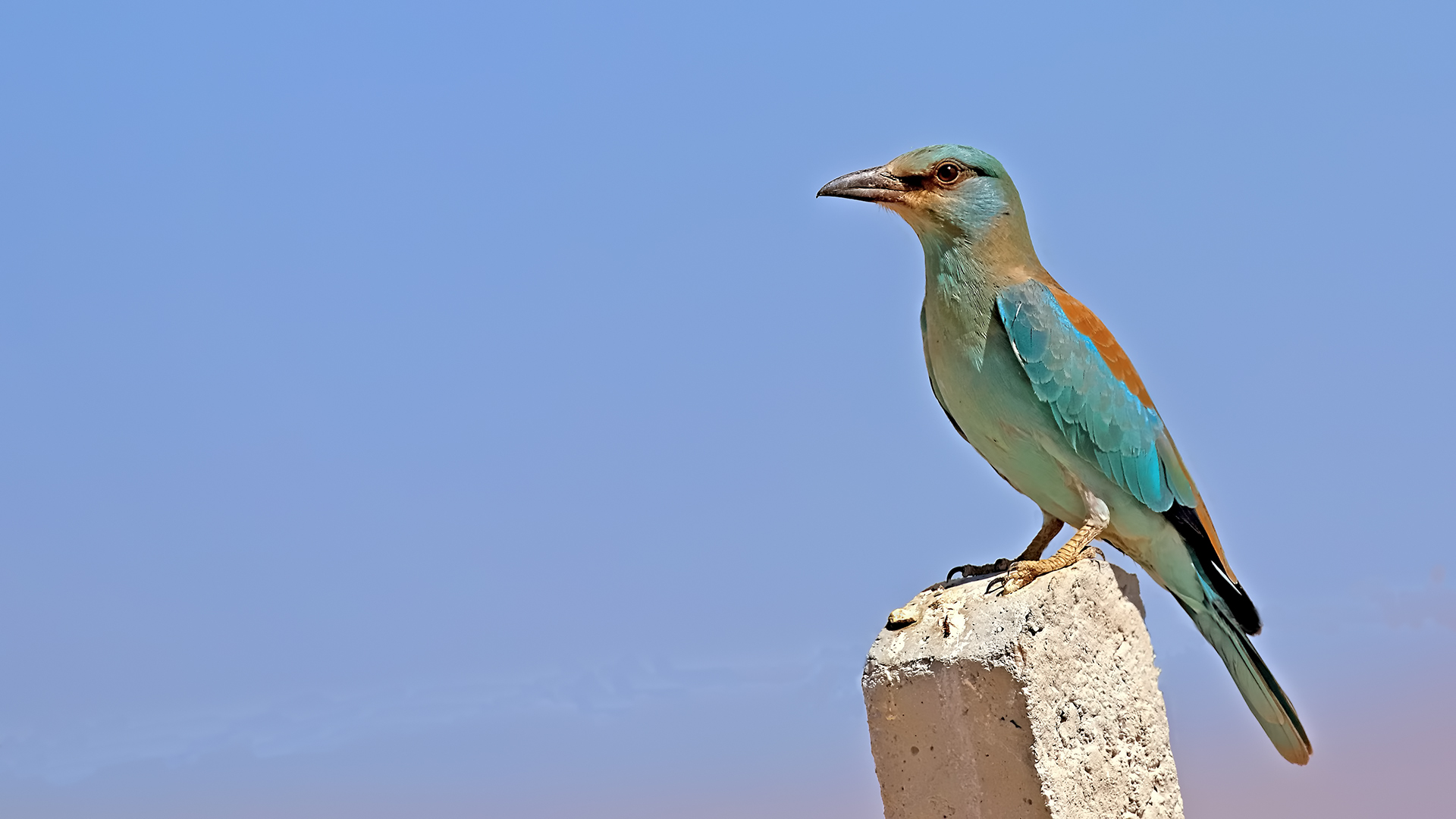 European Roller