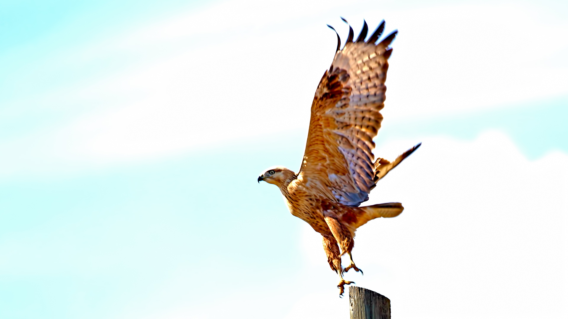 Long-legged Buzzard