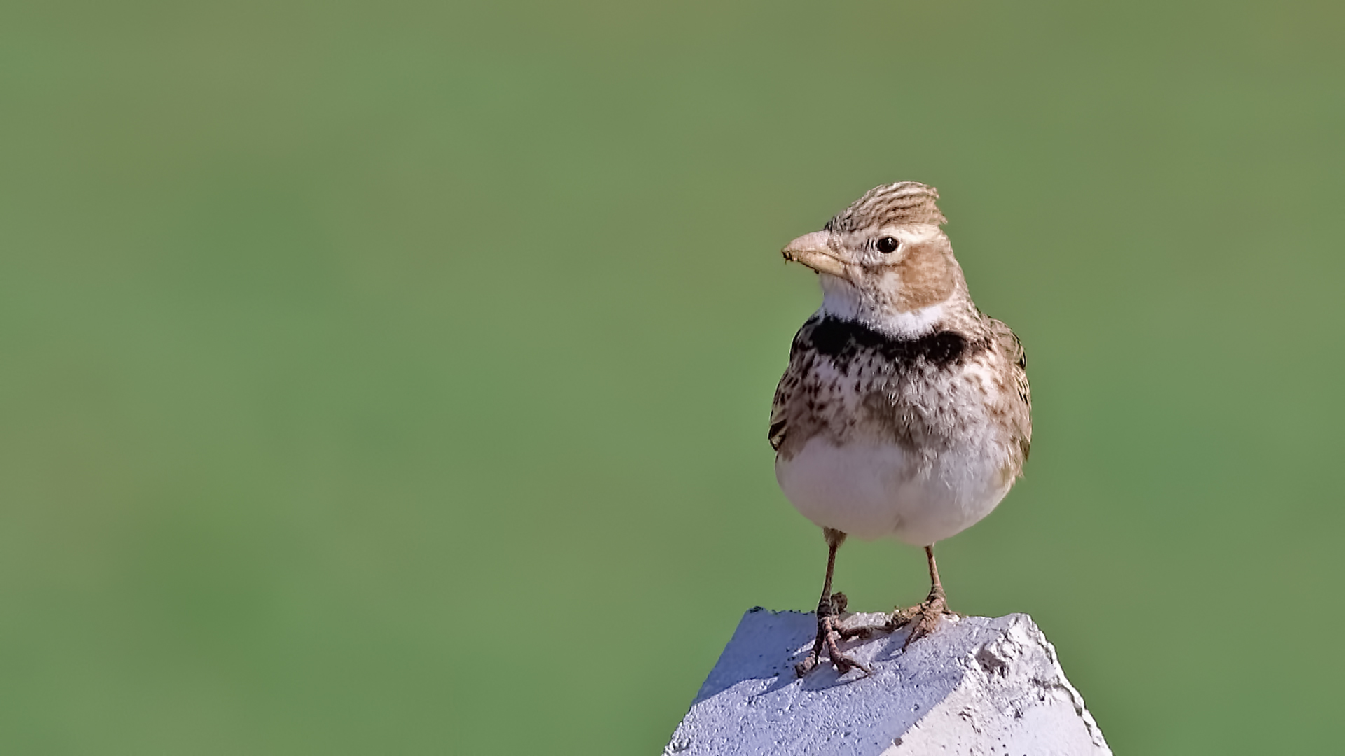 Calandra Lark