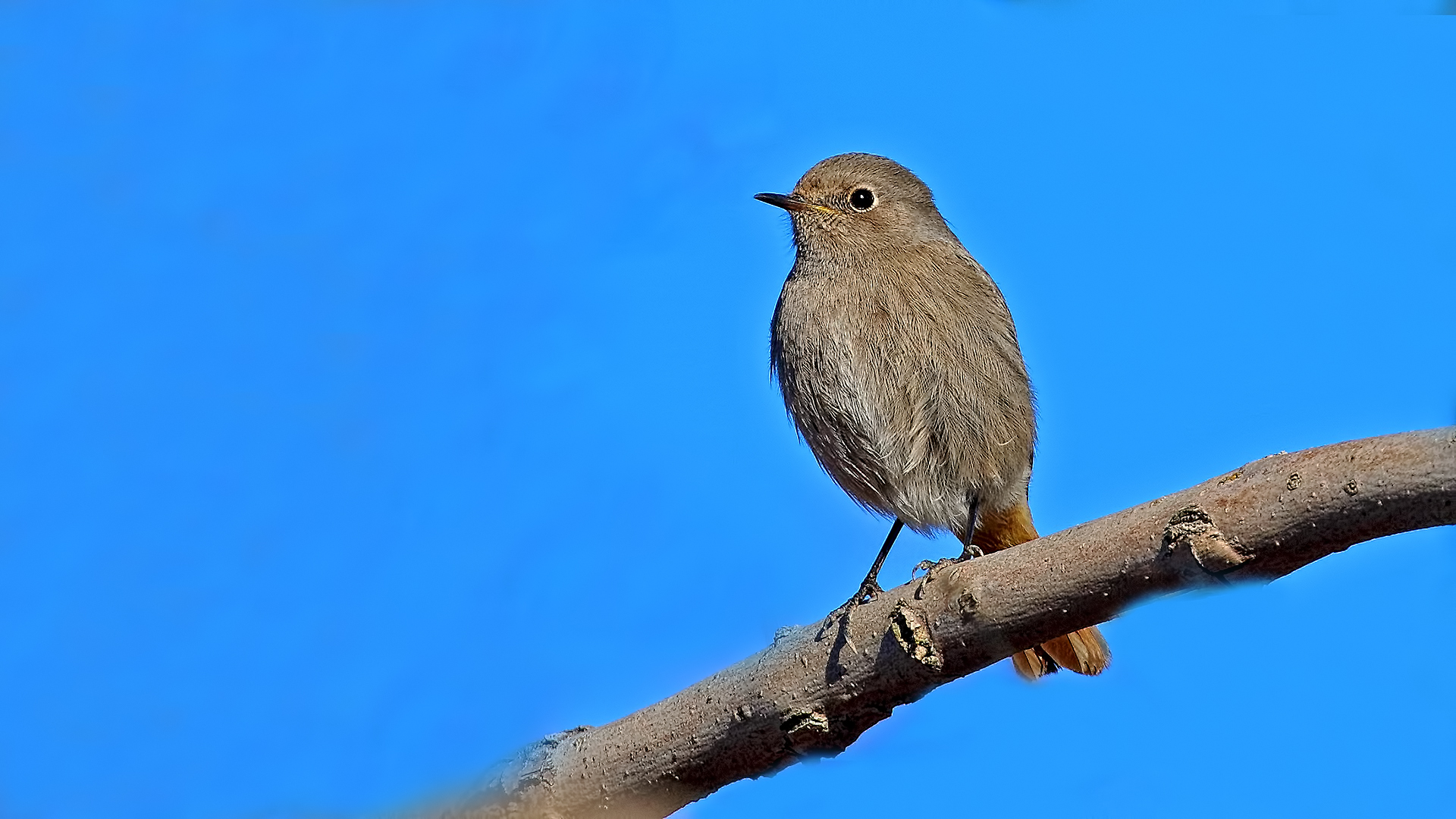 Black Redstart