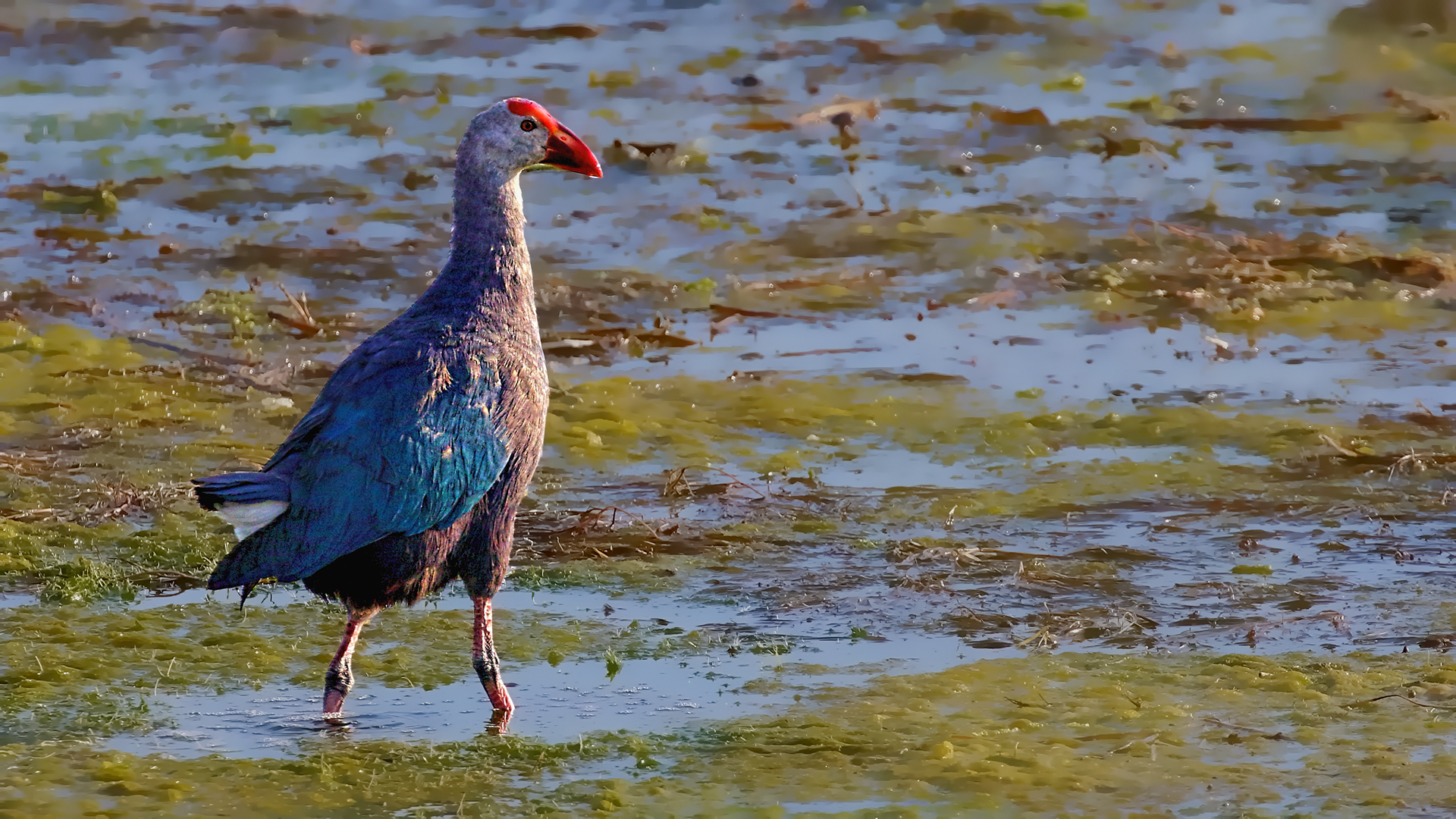 Western Swamphen