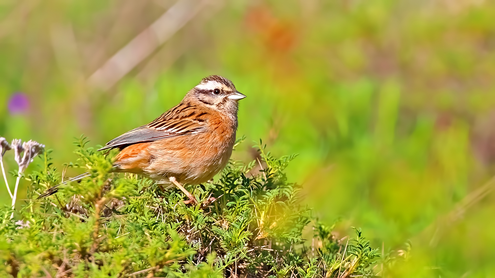 Rock Bunting — Ana fotoğraf