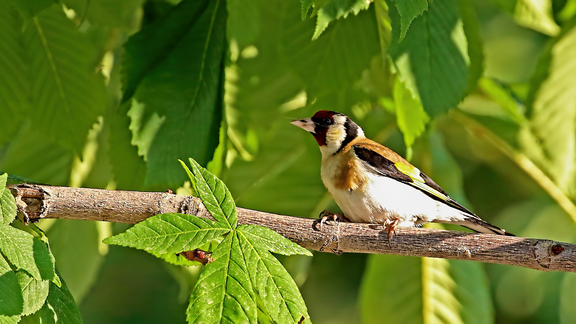 European Goldfinch