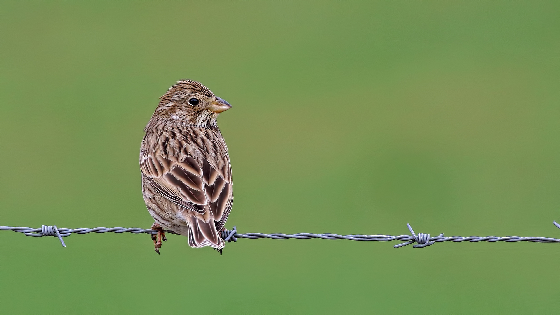 Corn Bunting