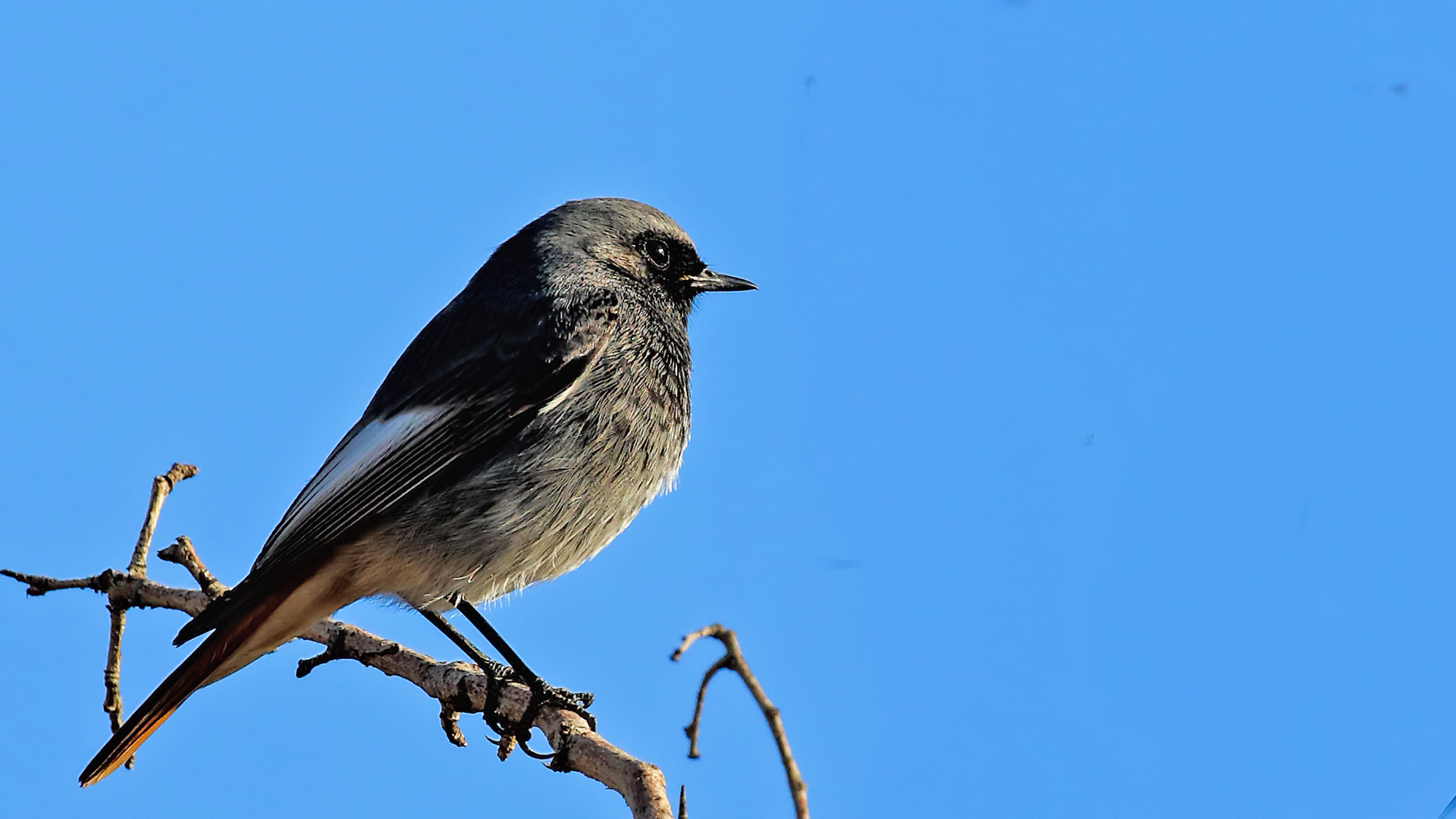 Black Redstart